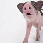 生豬期貨行情分析：20211103市場走貨放緩，上方壓力明顯-RB螺紋鋼期貨交易網