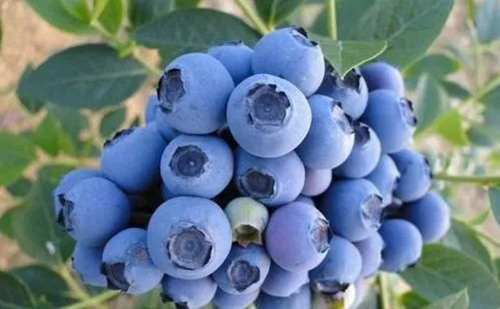 國內農產品期貨交易平臺 貴州農產品藍莓期貨(現貨)交易平臺 國內農產品期貨交易平臺 貴州農產品藍莓期貨(現貨)交易平臺