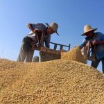 今年小麥保護價多少錢一斤2023年的?沒想到還漲價了?-RB螺紋鋼期貨交易網